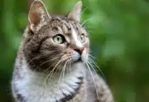 Goodflair, l’assurance santé qui prend soin des animaux