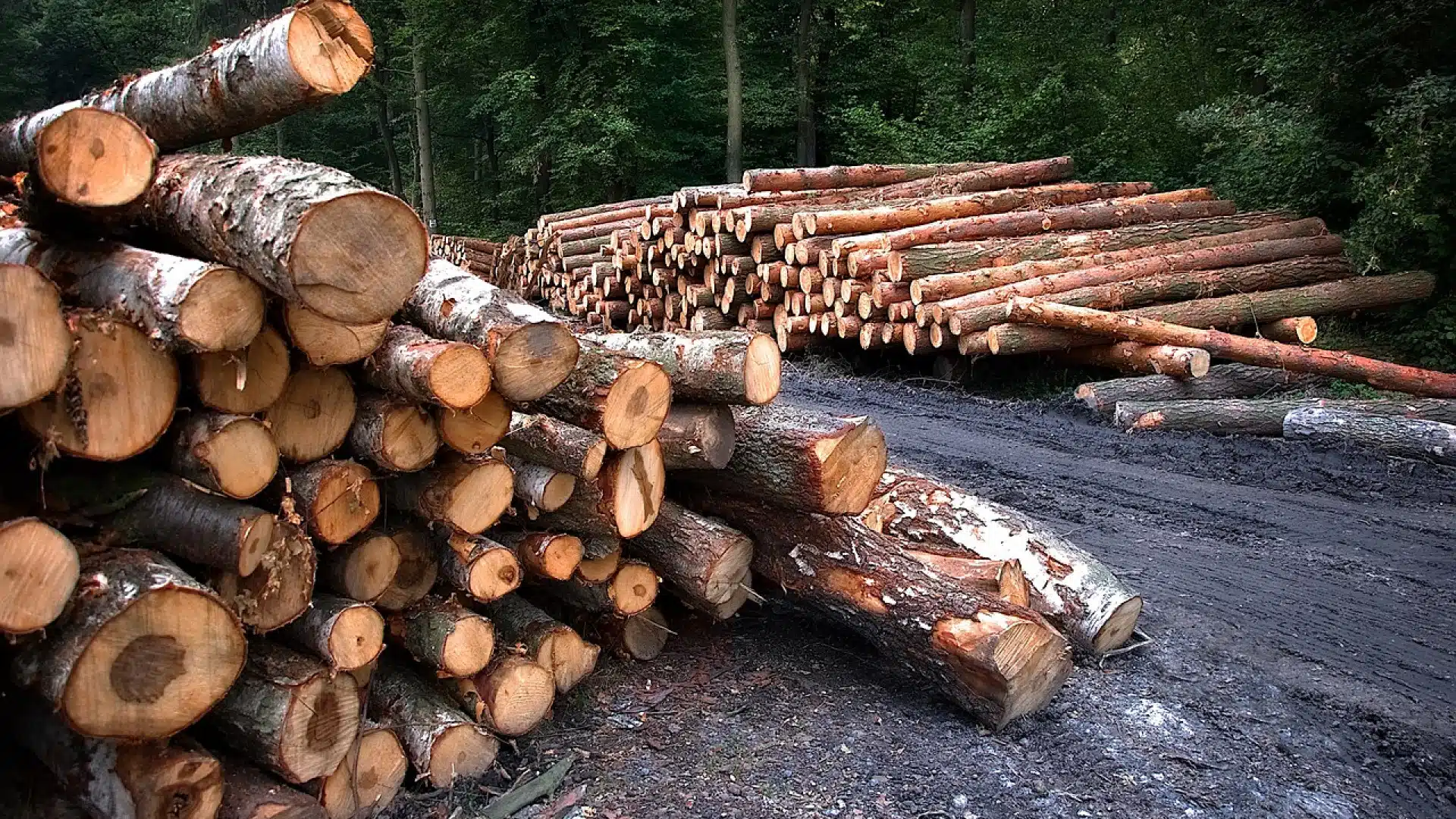 Les traceurs forestiers : des outils indispensables pour la filière bois en Europe...